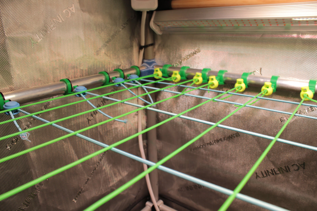 SCROG Netz erklärt – Screen of Green Methode für Growboxen